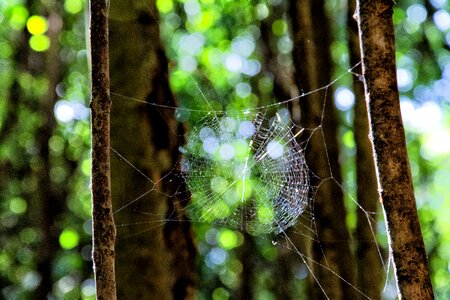Green web bokeh