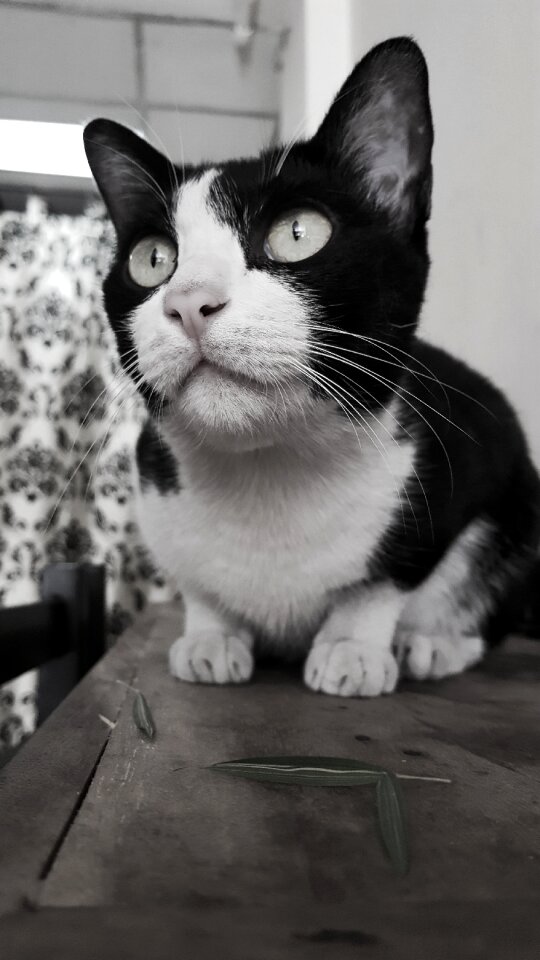 Kitten portrait zoo