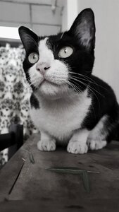 Kitten portrait zoo