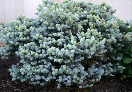 Spring garden nature
