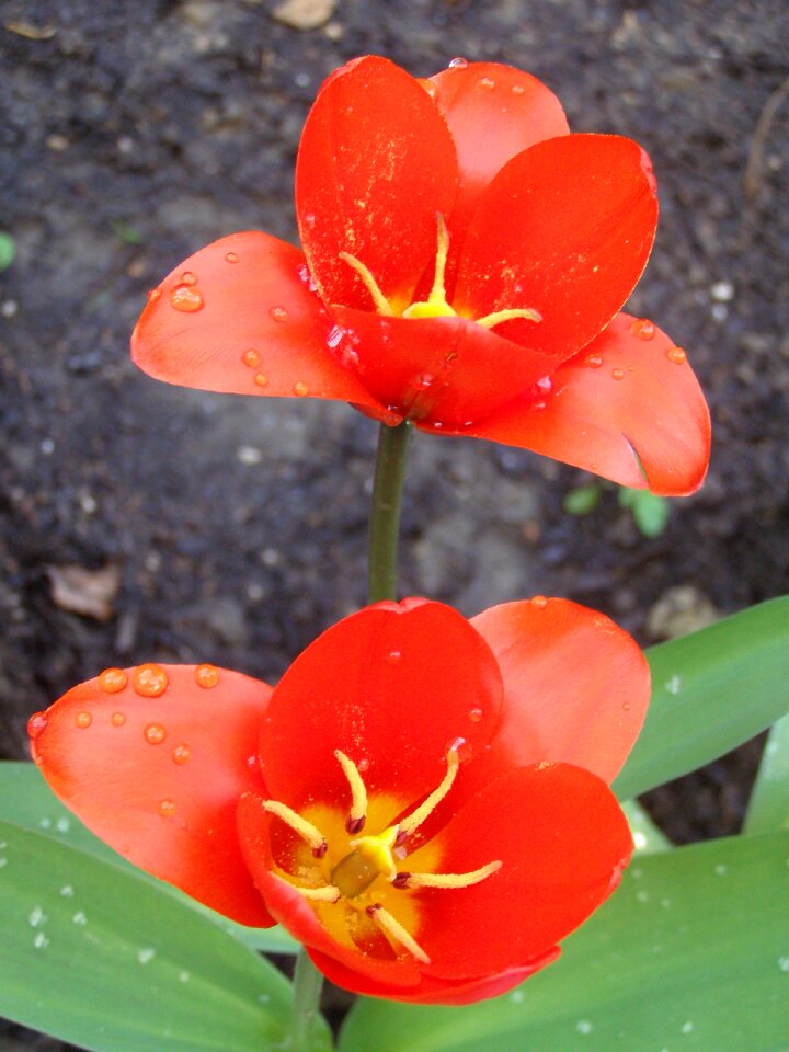 Close up plant in the garden
