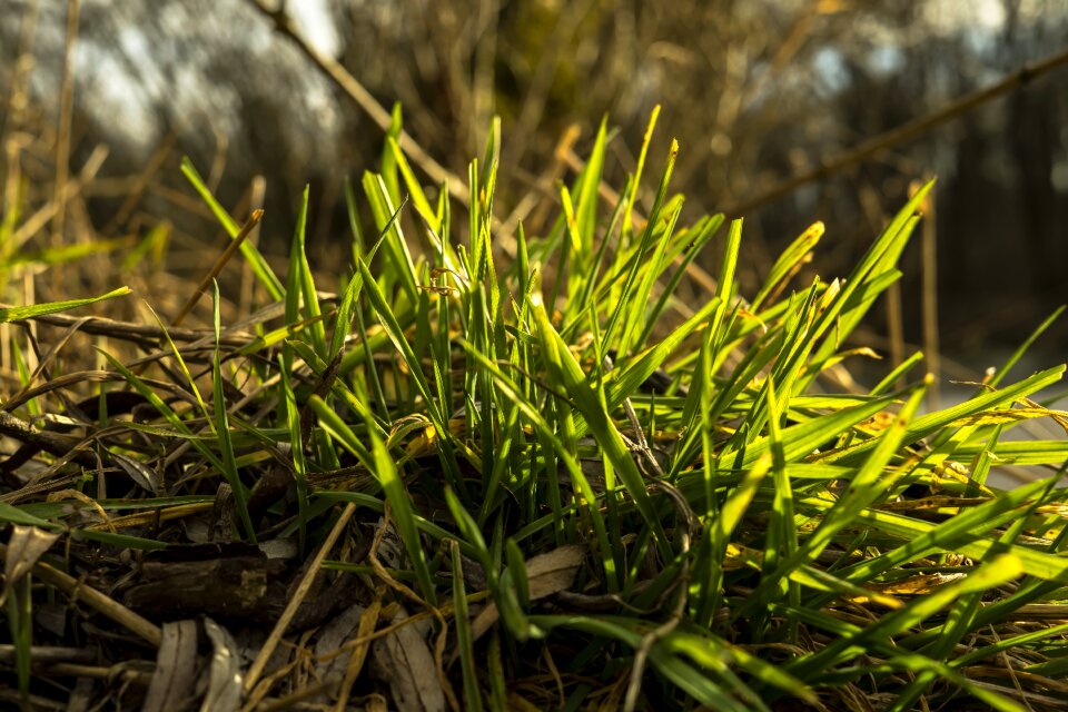 Nature macro summer