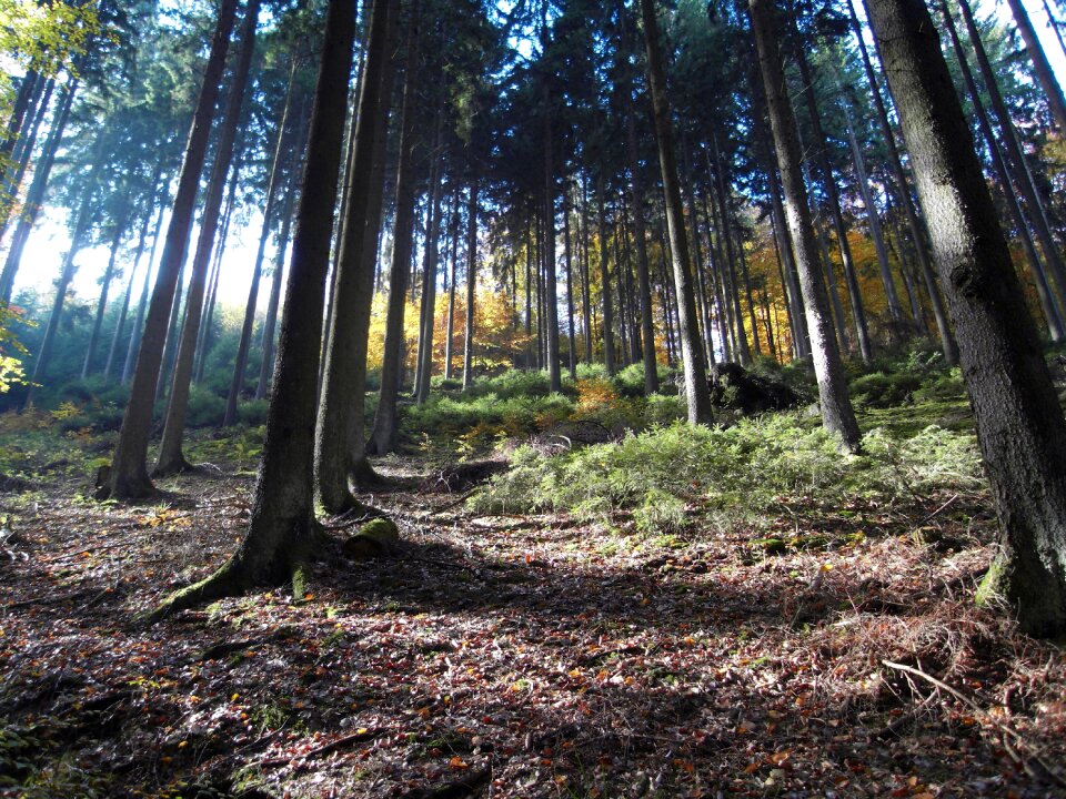 Nature light beam light