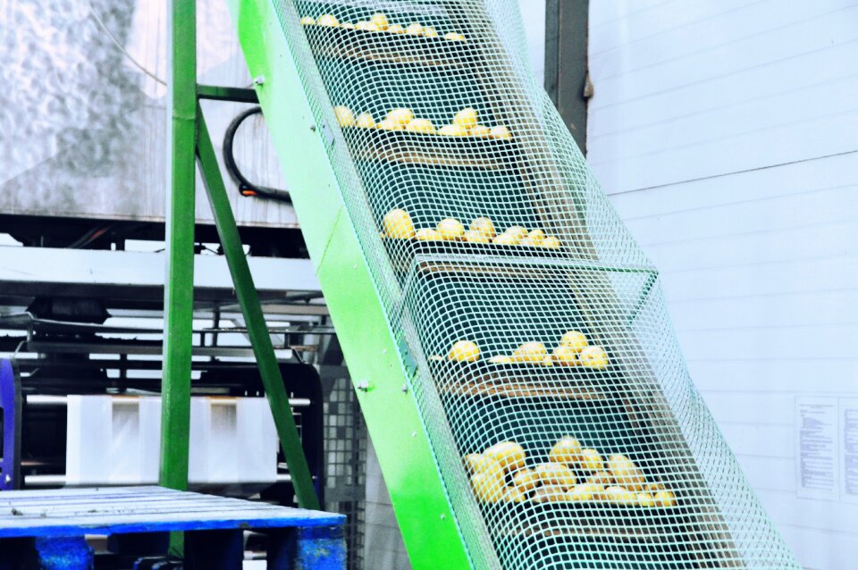 Sorting washing vegetables bulb