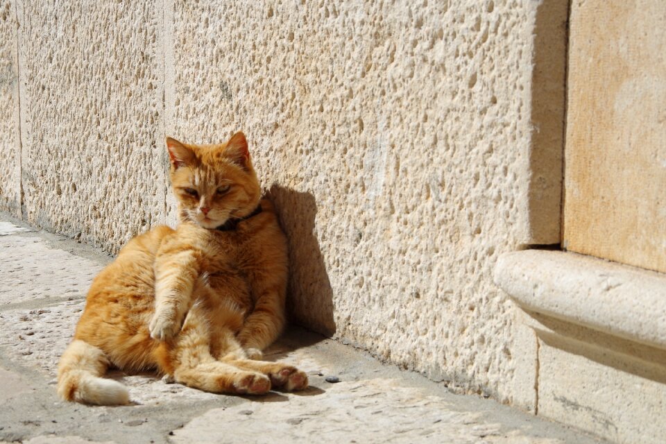 Cat the cat lying down cat in the sun