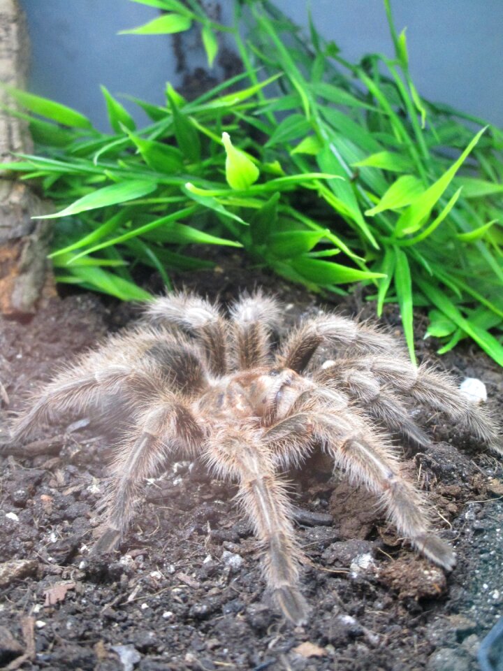 Spider giant spider terrarium