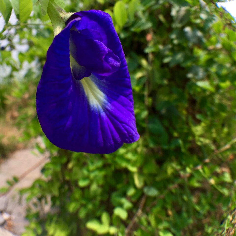 Flowers pea flowers outdoor