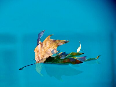 Blue ply leaves on the water