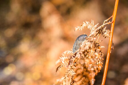 Mollusk forest nature