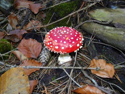 Nature forest red fly agaric mushroom photo