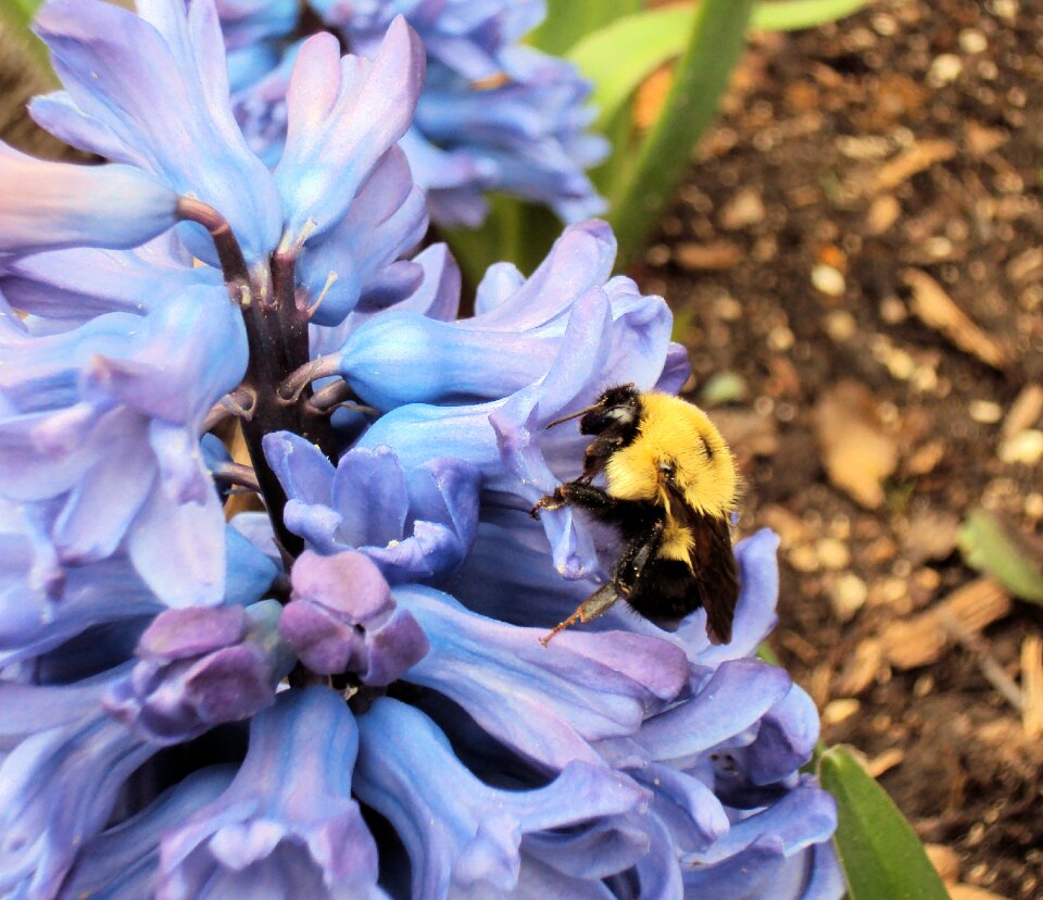 Hyacinth flower insect