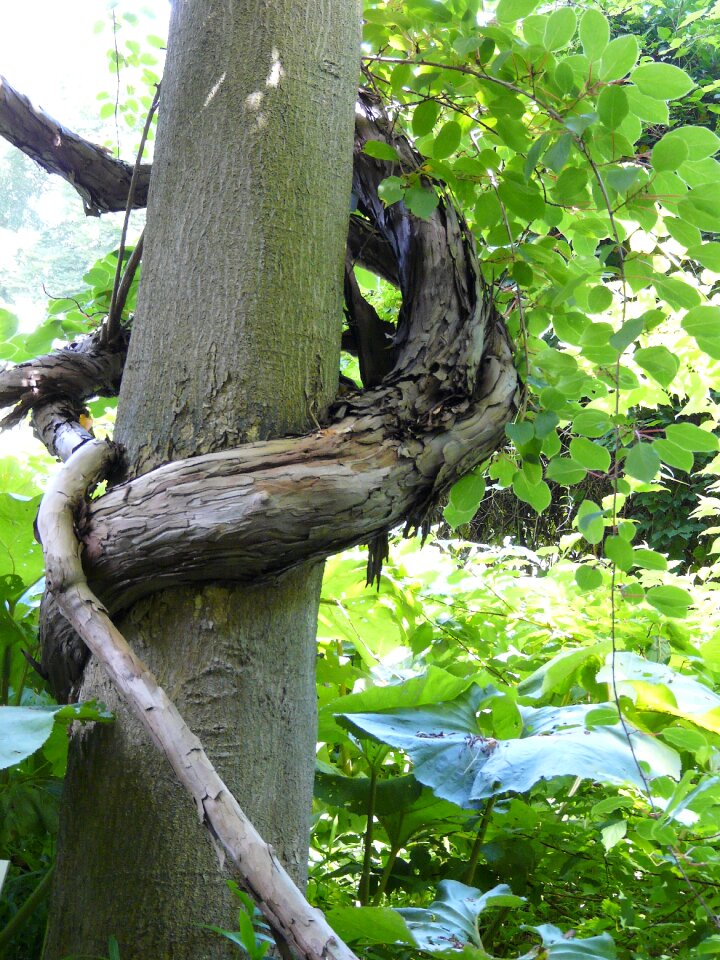 Forest cohesion grove
