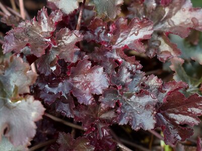 Flowering plant plant garden photo