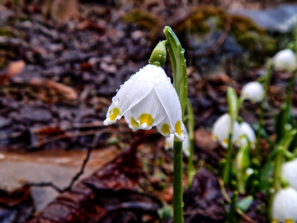 Flowers garden spring