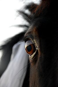 Horse black head