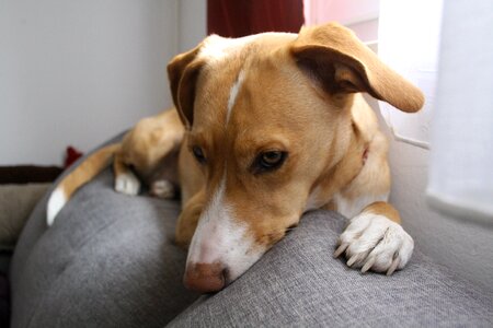 Dog lying on the couch gray couch photo