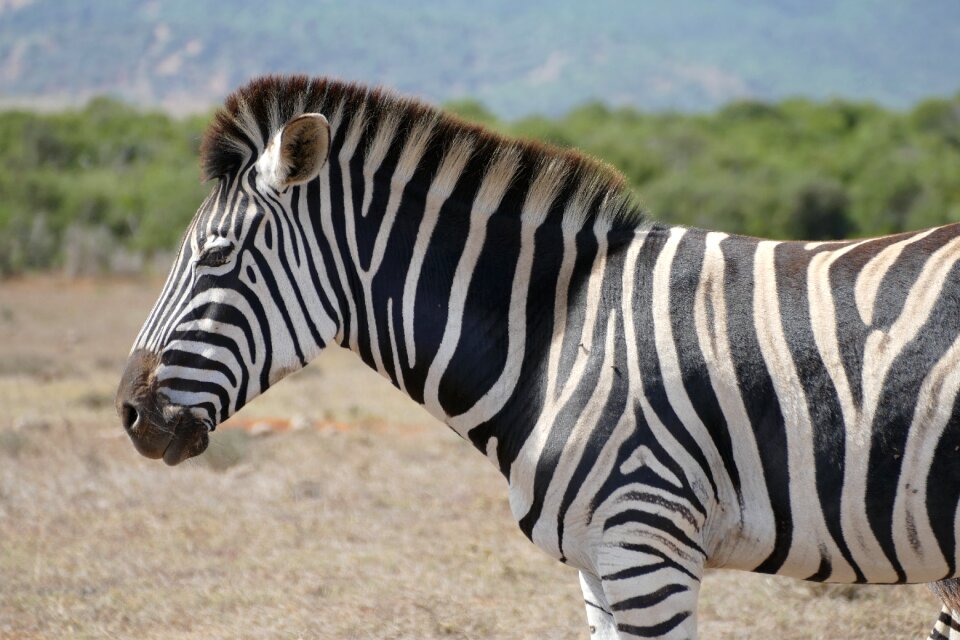 Zebra addo national park