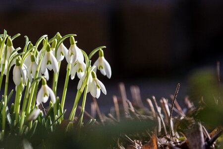 Signs of spring white snowdrop spring photo