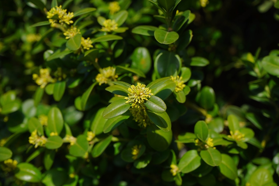 Ordinary boxwood branches green