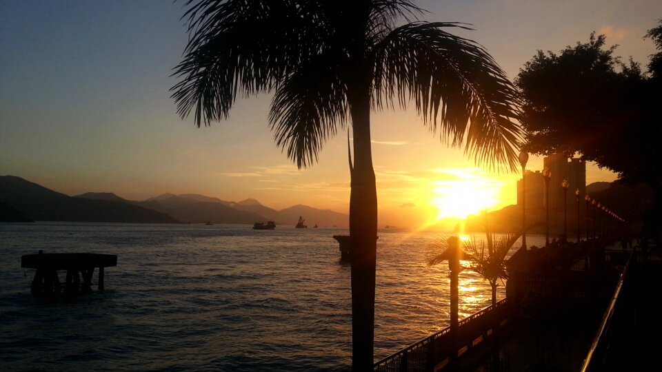 Sea beach palm tree photo