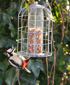 Dendrocopus major foraging plumage
