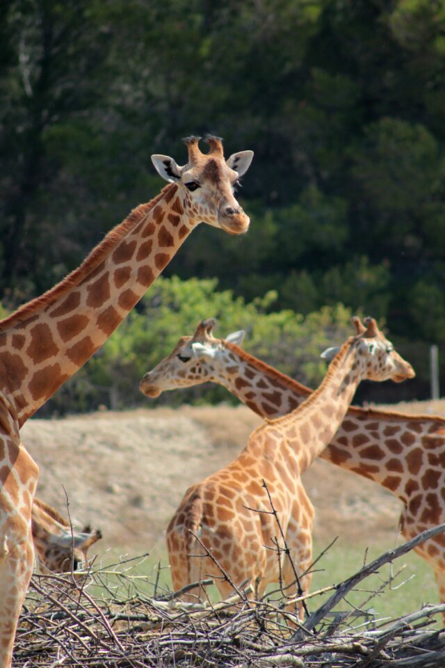 Giraffes reserve africa