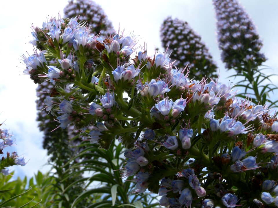 Flowers exotic flower plant