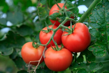 Vegetables nutrition fresh photo