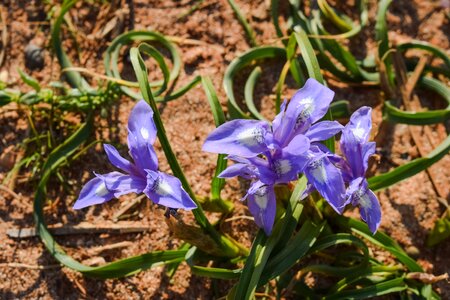 Plant spring nature photo