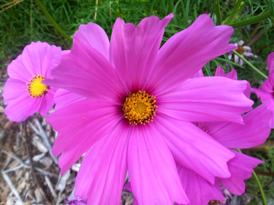 Blossom bright blooming