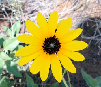 Wild daisy greece
