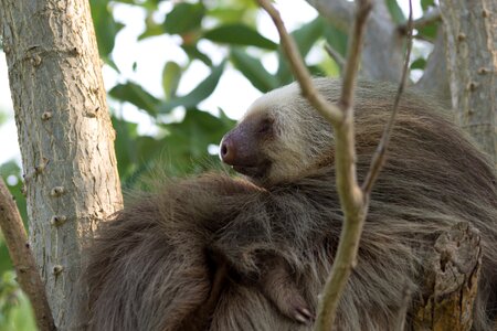 Sloth animal photo