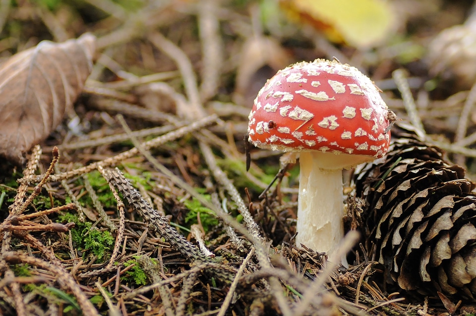 Autumn fly agaric golden autumn