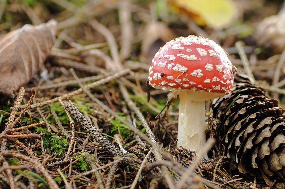 Autumn fly agaric golden autumn photo