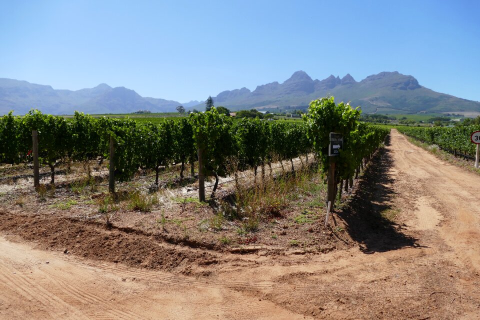 Landscape vines south africa