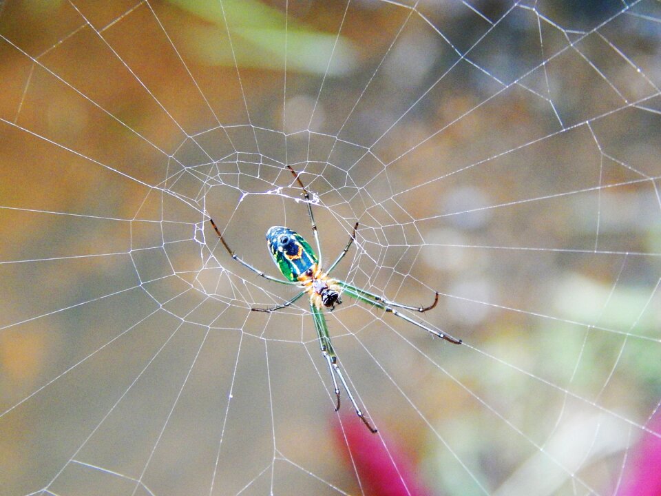 Bugs spider tiger nature
