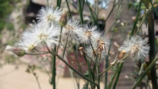 Nature garden springtime