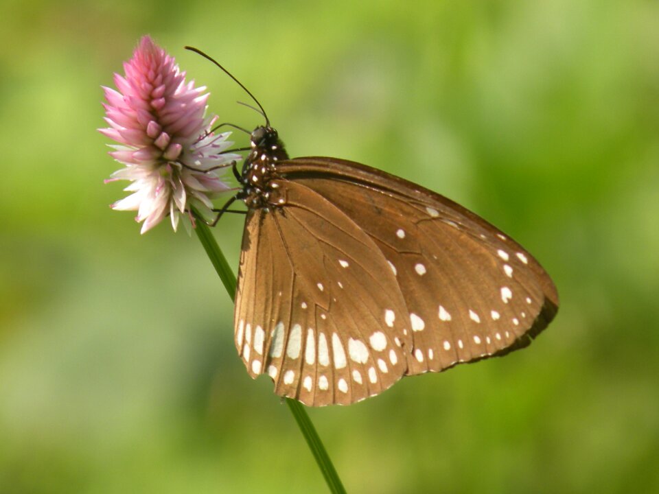 Insect pink flower