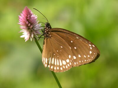 Insect pink flower