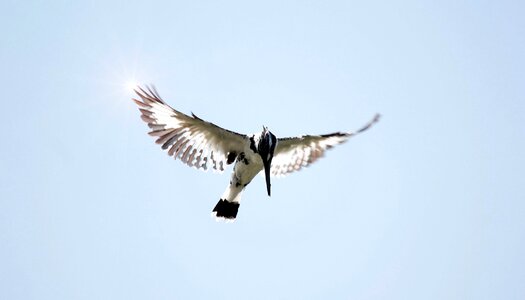 Wings blue sky photo