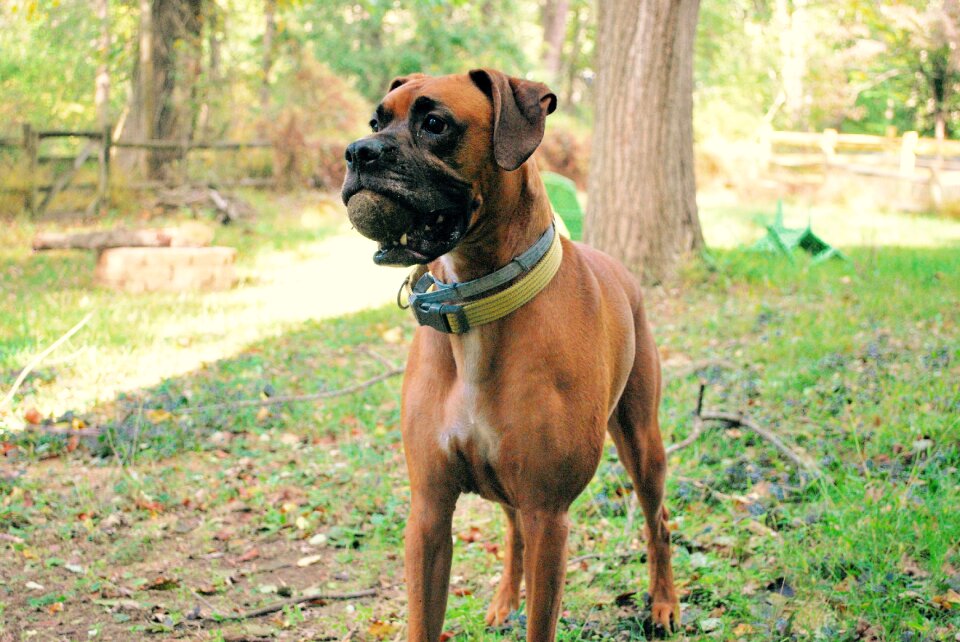 Animal dog holding ball