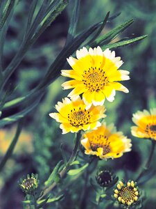 Flowering flora crown