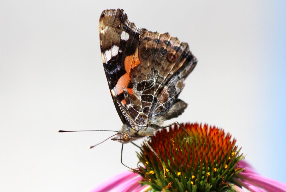 Macro insect summer