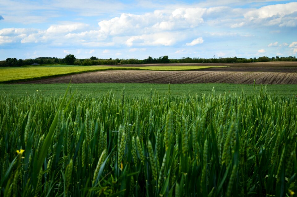 Kecskemét summer nature photo