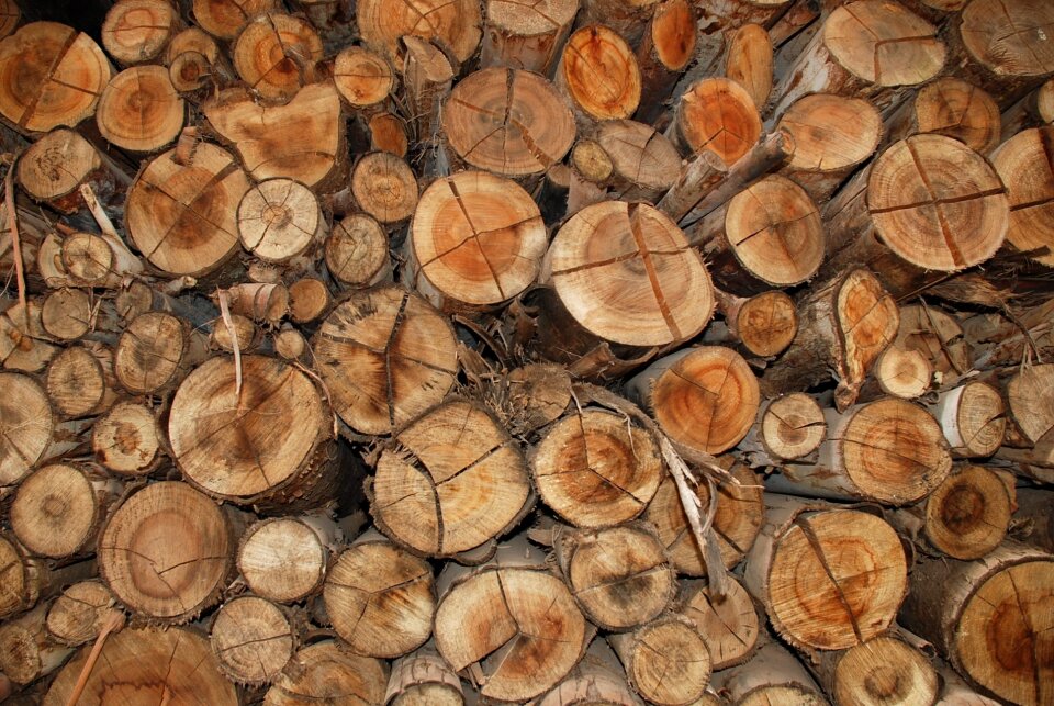 Wood brown trunk