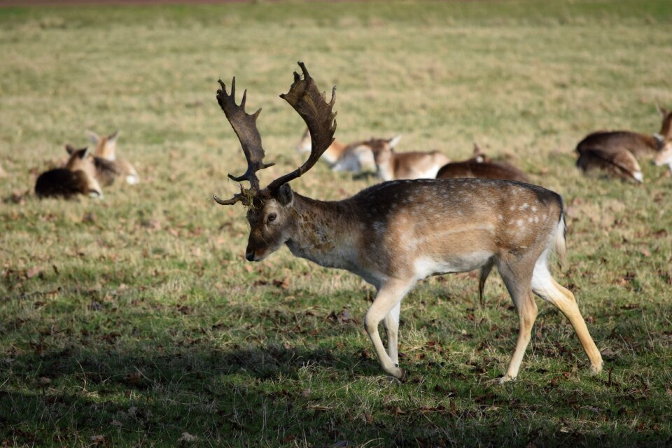 Nature animals