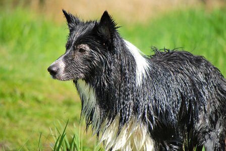 Pet white black photo