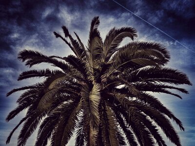 Nature clouds leaves of palm tree photo