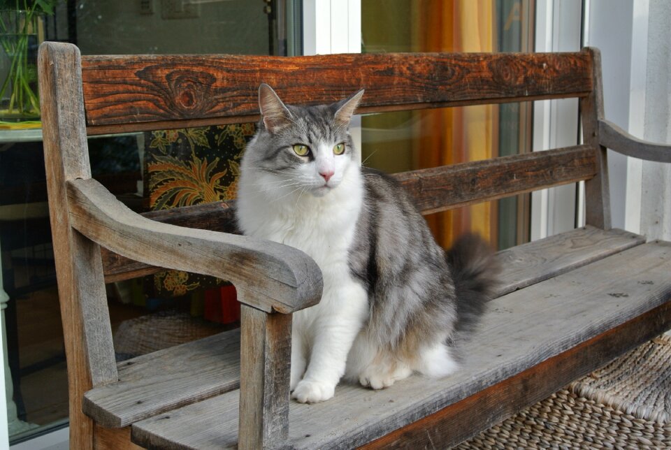 Cat mainecoon bank photo