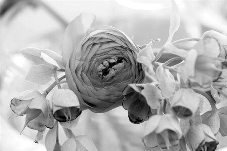 Ranunculus nature plant